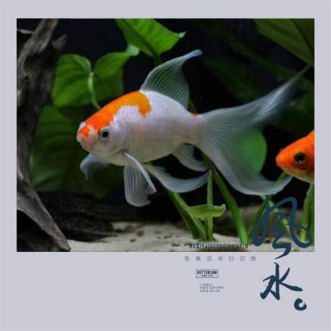 辦公室 魚|辦公室養魚風水:5種最旺財運的魚